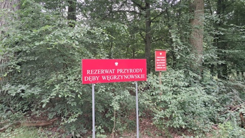 Rezerwat przyrody „Dęby Węgrzynowskie" oficjalnie otwarty!/fot. Marcin Glapiak