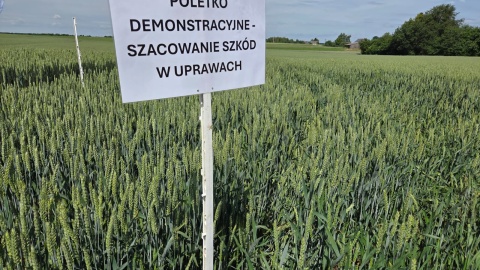 „Demofarma" w kruszce koło Cekcyna. Pokaz sprzętu i technologii rolniczych/fot. Marcin Doliński