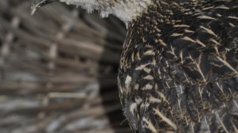 Ptak należy do rodziny bażantowatych i zamieszkuje górskie rejony Azji/fot. Ogród Zoobotaniczny w Toruniu
