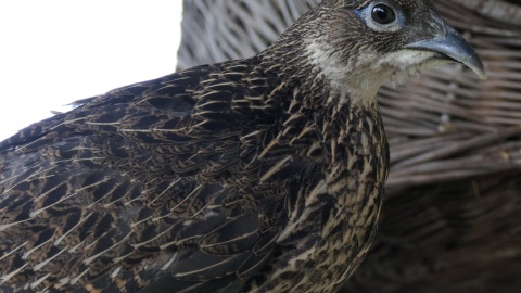 Ptak należy do rodziny bażantowatych i zamieszkuje górskie rejony Azji/fot. Ogród Zoobotaniczny w Toruniu