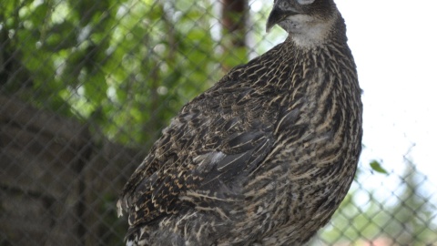 Ptak należy do rodziny bażantowatych i zamieszkuje górskie rejony Azji/fot. Ogród Zoobotaniczny w Toruniu