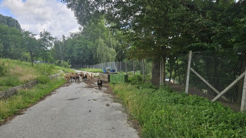 Sąd nakazał udostępnienie drogi małżeństwu Barańskich, którzy nie mogą dojechać do posesji zdegradowaną drogą gminną/fot. Adriana Andrzejewska-Kuras