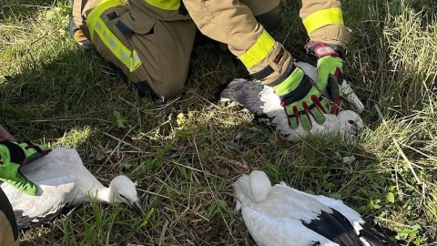 Silny wiatr zniszczył bocianie gniazdo. Strażacy uratowali trzy pisklęta/fot. OSP Zbiczno