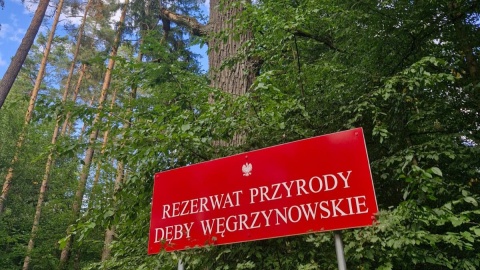 W „Wakacyjnym przewodniku po regionie” Polskiego Radia PiK zapraszamy do Nadleśnictwa Miradz/ Fot. Agnieszka Marszał
