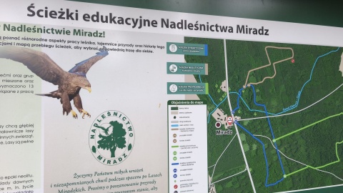 W „Wakacyjnym przewodniku po regionie” Polskiego Radia PiK zapraszamy do Nadleśnictwa Miradz/ Fot. Agnieszka Marszał