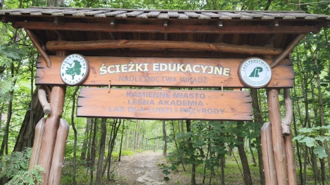 W „Wakacyjnym przewodniku po regionie” Polskiego Radia PiK zapraszamy do Nadleśnictwa Miradz/ Fot. Agnieszka Marszał
