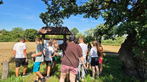 Przy zabytkowych dębach w Bąkowie w gminie Warlubie odbył się Bioblitz, czyli badania terenowe/fot. Marcin Doliński