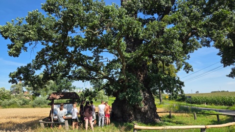 Przy zabytkowych dębach w Bąkowie w gminie Warlubie odbył się Bioblitz, czyli badania terenowe/fot. Marcin Doliński