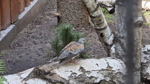 Ogród Zoobotaniczny w Toruniu ma wyjątkowych skrzydlatych lokatorów: turkawki oraz kraskę/fot. Mariusz Luda