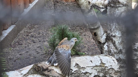 Ogród Zoobotaniczny w Toruniu ma wyjątkowych skrzydlatych lokatorów: turkawki oraz kraskę/fot. Mariusz Luda