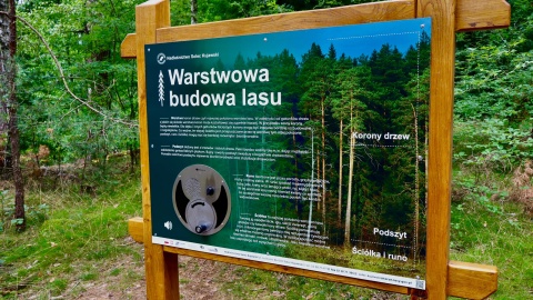 „Wakacyjny przewodnik po regionie" z lasu/fot. Izabela Langner