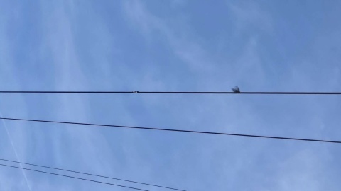Wędkarz przypadkowo dotknął linii energetycznej. /fot. OSP Osielsko
