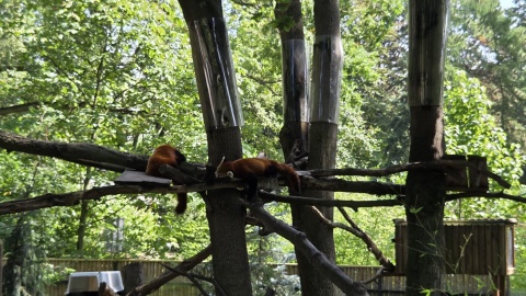 Pandy rude w Ogrodzie Zoobotanicznym w Toruniu, 18.08.2026/fot. Mariusz Luda