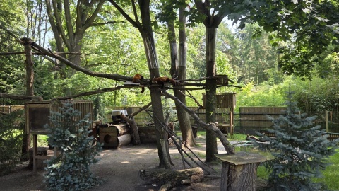 Pandy rude w Ogrodzie Zoobotanicznym w Toruniu, 18.08.2026/fot. Mariusz Luda
