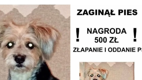 Każdy, kto widział suczkę, proszony jest o kontakt. /fot. nadesłane