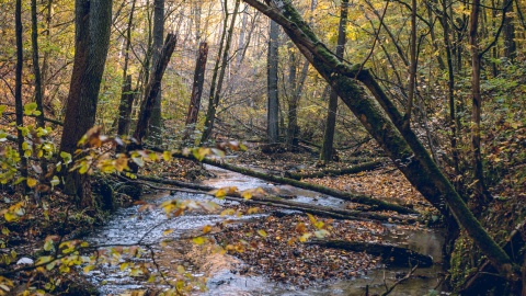 Górznieńsko-Lidzbarski Park Krajobrazowy. / Fot. Krzysztof Pokrętowski