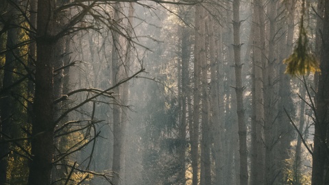 Górznieńsko-Lidzbarski Park Krajobrazowy. / Fot. Krzysztof Pokrętowski