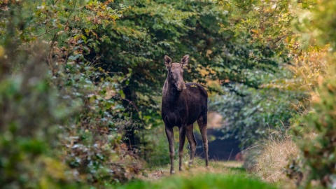 Górznieńsko-Lidzbarski Park Krajobrazowy. / Fot. Krzysztof Pokrętowski