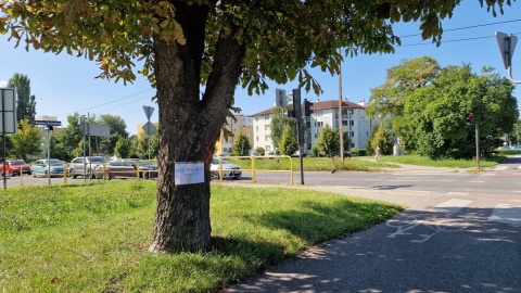 11-letni Nikodem z Bydgoszczy apeluje, by nie wycinać drzew na ul. Solskiego. /fot. Jarosław Wieprzycki