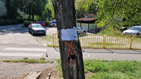 11-letni Nikodem z Bydgoszczy apeluje, by nie wycinać drzew na ul. Solskiego. /fot. Jarosław Wieprzycki