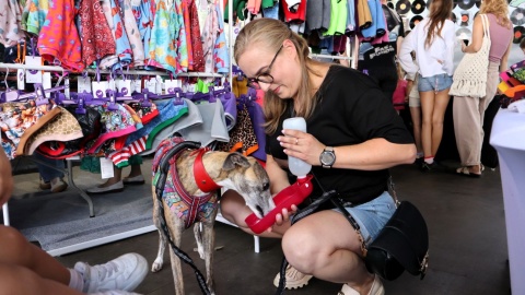 Dog&Cat Summer Fest na terenie Fabryki Lloyda w Bydgoszczy/fot. Tatiana Adonis