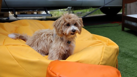 Dog&Cat Summer Fest na terenie Fabryki Lloyda w Bydgoszczy/fot. Tatiana Adonis