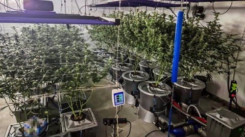 158 sadzonek konopi i ponad 8 kilogramów suszu. CBŚP zlikwidowało uprawę/fot. CBŚP