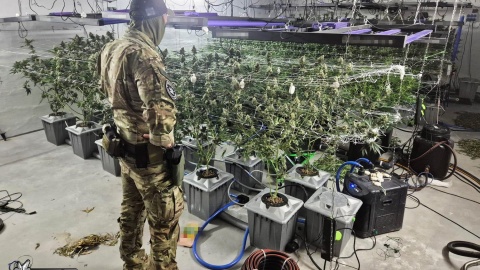 158 sadzonek konopi i ponad 8 kilogramów suszu. CBŚP zlikwidowało uprawę/fot. CBŚP