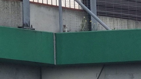 Policjanci zaopiekowali się maluchem i przekazali go dalej.