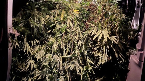 Nielegalna plantacja marihuany pod Nakłem. Dwóch mężczyzn trafiło do aresztu/fot. KPP w Nakle nad Notecią