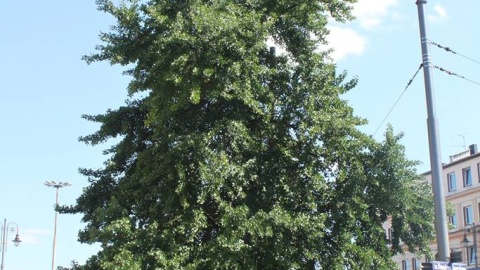 Bydgoskie drzewo, które otrzymało etykietę TreeTag/fot. Stowarzyszenie MODrzew - Monitoring Obywatelski Drzew