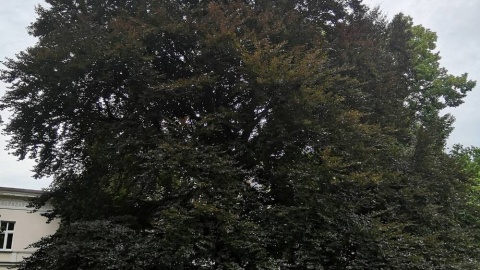 Bydgoskie drzewo, które otrzymało etykietę TreeTag/fot. Stowarzyszenie MODrzew - Monitoring Obywatelski Drzew
