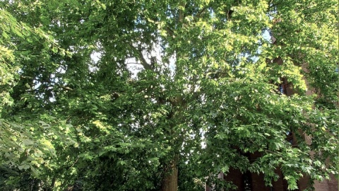 Bydgoskie drzewo, które otrzymało etykietę TreeTag/fot. Stowarzyszenie MODrzew - Monitoring Obywatelski Drzew
