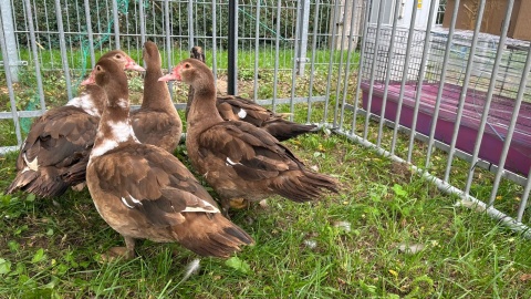 W Minikowie (powiat nakielski) odbywała się w niedzielę impreza targowa pod nazwą „Barwy Lata - Dary Jesieni”/fot. Ireneusz Sanger
