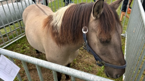 W Minikowie (powiat nakielski) odbywała się w niedzielę impreza targowa pod nazwą „Barwy Lata - Dary Jesieni”/fot. Ireneusz Sanger