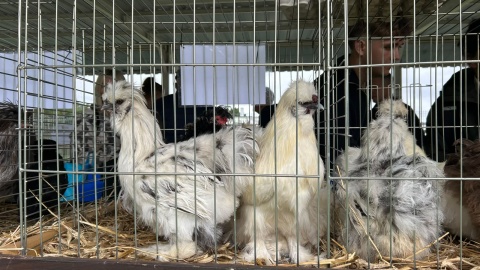 W Minikowie (powiat nakielski) odbywała się w niedzielę impreza targowa pod nazwą „Barwy Lata - Dary Jesieni”/fot. Ireneusz Sanger