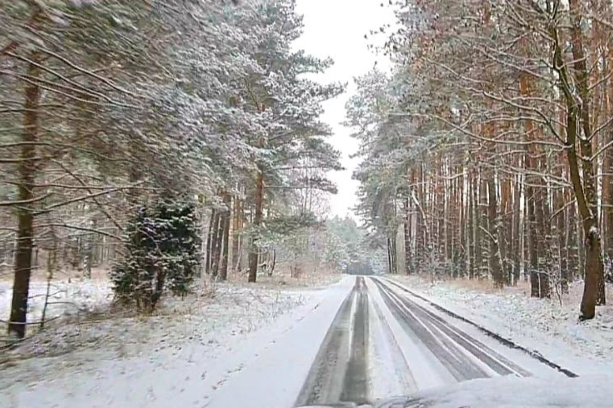 W Tucholi leśnicy dyskutowali o klimacie. Nasze wnuki nie zobaczą lasów, jakie my znamy