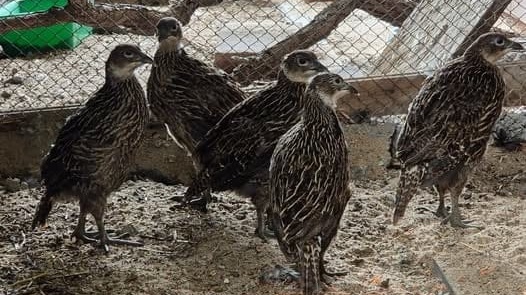 Himalajski rekord w toruńskim zoo Wykluł się szósty pisklak zagrożonego gatunku [zdjęcia]