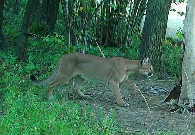 Nie kaczka dziennikarska, lecz prawdziwa puma. Leśnicy z Dolnego Śląska ostrzegają