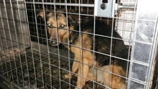 Pies, który błąkał się po zamarzniętej Wiśle, został odnaleziony