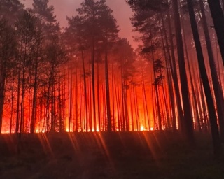 Rozbił się samolot, który gasił pożaru lasu w powiecie biłgorajskim. Pilot nie żyje