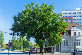 Wiekowy dąb z ulicy Moniuszki przeżyje Drogowcy pokazali inne warianty ścieżki rowerowej [mapki]