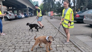 Spacerują z wolontariuszami i szukają nowych domów. Kolejna edycja akcji Łapa w łapę we Włocławku [zdjęcia]