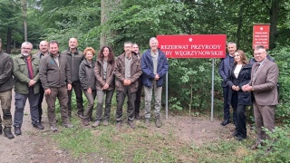 Rezerwat przyrody Dęby Węgrzynowskie otwarto w gminie Strzelno, niedaleko Inowrocławia [zdjęcia]