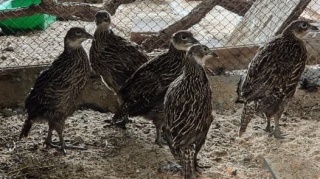 Himalajski rekord w toruńskim zoo Wykluł się szósty pisklak zagrożonego gatunku [zdjęcia]