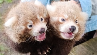 Dwie pandy rude przyszły na świat. To kolejne narodziny w toruńskim zoo