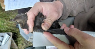 Dzięki obrączkowaniu o ptakach wiemy więcej. Akcja ornitologów pod Włocławkiem