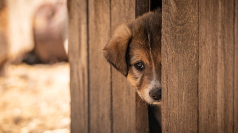 Zarzut zaniedbań w schronisku dla zwierząt w Golubiu-Dobrzyniu. Są decyzje wojewody