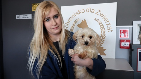 Prawie sto psów uratowanych i zabranych z pseudohodowli. Właścicielce grożą 3 lata więzienia