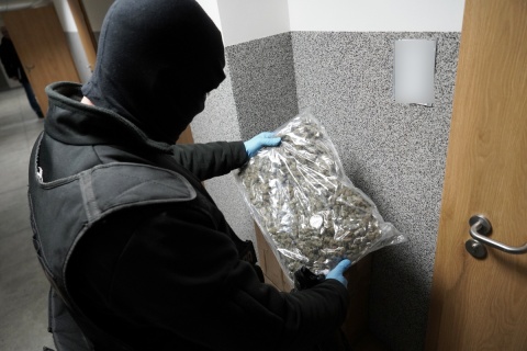 75 kilogramów narkotyków znalezionych w bydgoskim mieszkaniu nie trafi do sprzedaży [zdjęcia]